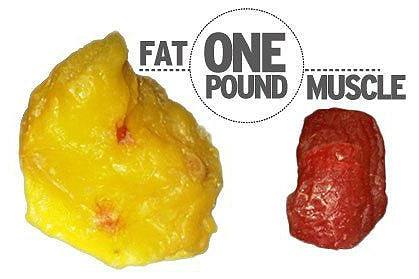 脂肪と筋肉　違い